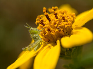 Canvas Print - Graybird grasshopper nymph on San Diego sunflower (Bahiopsis laciniata), Los Angeles, California