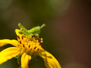 Canvas Print - Graybird grasshopper nymph on San Diego sunflower (Bahiopsis laciniata), Los Angeles, California