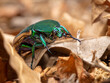 Jewel-like green fruit beetle (a scarab beetle), big but harmless, common in Los Angeles.