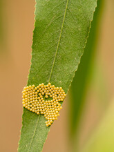 Mourning Cloak Butterfly Eggs On Willow, Los Angeles, California