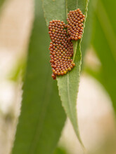 Mourning Cloak Butterfly Eggs On Willow, Los Angeles, California