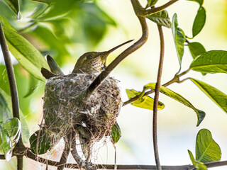 Sticker - Mother on Anna's hummingbird nest in bougainvillea vine, Los Angeles, California