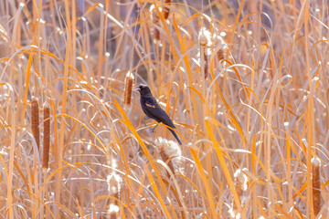 Wall Mural - USA, Colorado, Frederick. Male red-winged blackbird calling among cattails.