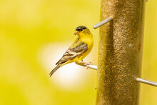 USA, Colorado, Fort Collins. Male American Goldfinch At Feeder.