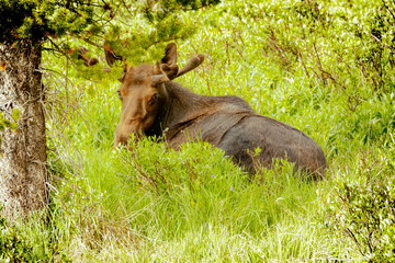 Wall Mural - USA, Colorado, Cameron Pass. Adult bull moose resting in grass.