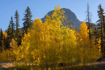 Poster - USA, Colorado. San Juan National Forest, Autumn colored aspen (Populus tremuloides) and spruce beneath Potato Hill in early morning, San Juan Range.