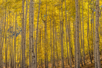  USA, Colorado. Uncompahgre National Forest, Grove of autumn colored aspen with colorful understory, below Owl Creek Pass.