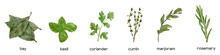 Watercolor Collection Of Fresh Herbs: Green Basil, Rosemary, Cumin, Thyme, Bay Leaves. Kitchen Herbs And Spices Banner