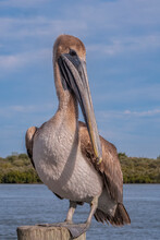 Juvenile Brown Pelican, Florida