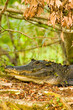 Corkscrew Swamp Sanctuary, Florida, USA. American Alligator resting on a log.