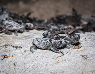 Wall Mural - Hatchling loggerhead sea turtles instinctively exit egg chamber and head for the ocean.