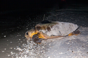 Poster - A loggerhead sea turtle with a newly attached satellite transmitter returns to the Gulf of Mexico in south Florida.