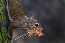 Gray Squirrel, Climbing Down A Tree Carrying Nesting Material In His Mouth