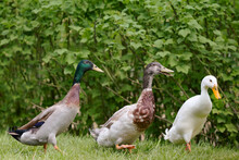 Three Indian Runner Duck In A Row
