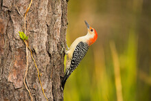 USA, Georgia, Savannah. Red -bellied Woodpecker On Pine Tree.