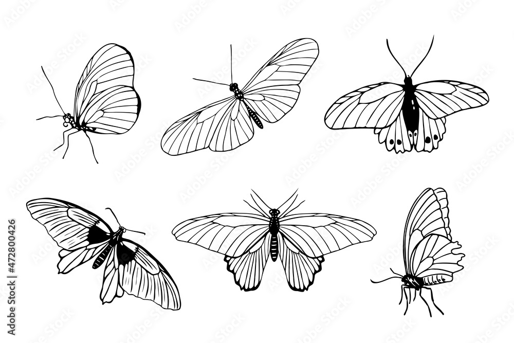 side butterfly drawing tattoo