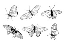 Set Of Hand Drawn Black Outline Butterflies On White Background. Front And Side View. Butterfly Miimalistic Sketch For Tattoo, Card, Logo Vector Illustration