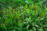Fototapeta  - USA, Hawaii, Big Island of Hawaii. Hawaii Tropical Botanical Garden, Prayer plant (Calathea lindeniana) after a rain.