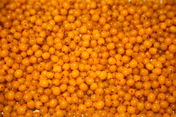 Canvas Print - bright ripe berries of sea buckthorn food background