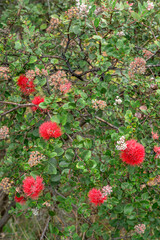 Sticker - USA, Hawaii, Big Island of Hawaii. Hawaii Volcanoes National Park, Ohia lehua trees with red flowers and fruit.