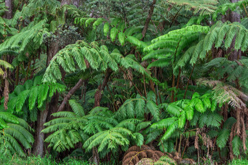 Sticker - USA, Hawaii, Big Island of Hawaii. Hawaii Volcanoes National Park, Hawaiian tree ferns in tropical forest.