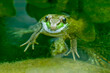 Galena, Illinois, USA. Green Frog in pond.