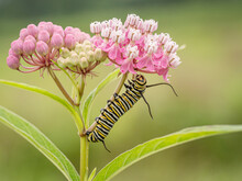 Monarch Butterfly Caterpillar On Swamp Milkweed, Day Preserve, Illinois