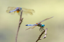Pair Of Blue Dasher Dragonflies Perched, Kentucky