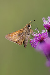 Canvas Print - Sachem skipper on ironweed, Creasey Mahan Nature Preserve, Kentucky