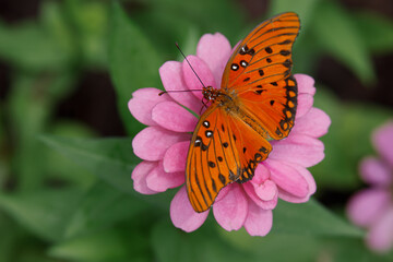 Wall Mural - Gulf fritillary butterfly, Creasey Mahan Nature Preserve, Kentucky