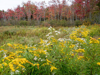 Poster - Goldenrod, asters and red maple, fall color, Maine