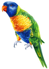 Australian Bird. Parrot, Isolated White Background, Watercolor Drawing. Rainbow Lorikeet 