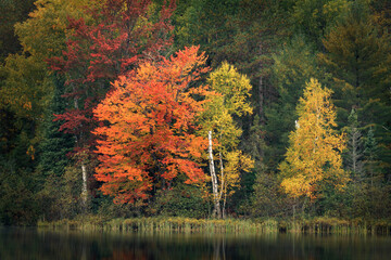 Wall Mural - Fall colors along shoreline of Council Lake, Hiawatha National Forest, Upper Peninsula of Michigan.