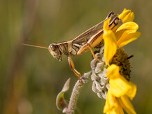 Grasshopper On Sunflower, Pawhuska Prairie, Lamar, Missouri