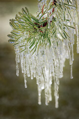 Wall Mural - Icicles on pine tree, Yellowstone National Park, Montana, USA