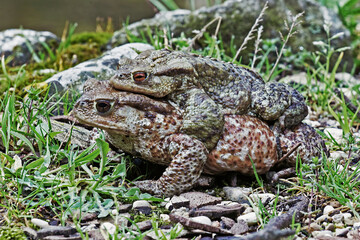 Canvas Print - toads in breeding season