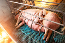 Sow With Young Pigs In A Pig Pen At The Farm