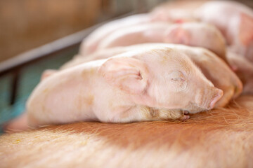 Wall Mural - Group of small pigs sleep peacefully on there mother at piglet