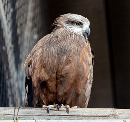 Wall Mural - Portrait of an eagle at the zoo.