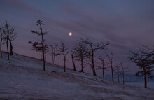 Tree Silhouettes Against The Purple Sky And Full Moon In Dusk At Sunset. Olkhon Island, Khuzhir. Winter Landscape.