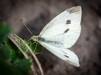 Portrait of a white butterfly in nature.