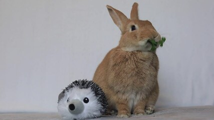 Sticker - Rufus Rabbit eats parsley next to stuffed toy looks around at end