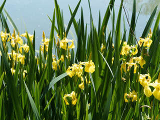 Canvas Print - Iris pseudacorus | Sumpf-Schwertlilien oder Wasser-schwertlilien mit Hellgelber Blütenstand an langen Stielen. Graugrünen Laubblätter mit starker Mittelrippe