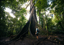 Anonymous Male Hiker Looking At Tall Kapok Tree In Tropical Forest