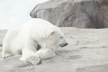 white polar bear