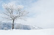 Winter landscape with snowy tree