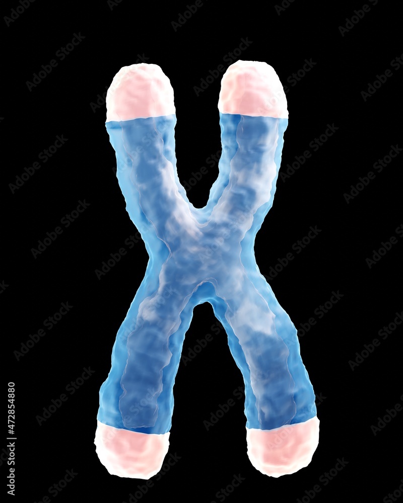 Chromosome with highlighted telomeres Stock Illustration | Adobe Stock