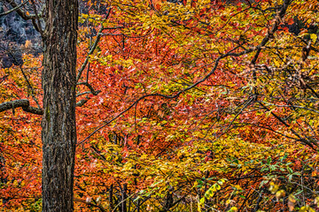 Sticker - Blueridge Parkway, North Carolina