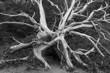 Wall Mural - View of bleached out giant tree roots on shoreline, Shore Acres State Park, Cape Arago Highway, Coos Bay, Oregon