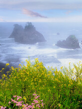 USA, Oregon, Samuel H. Boardman State Park. Wild Mustard On Cliff Above Coastline.
